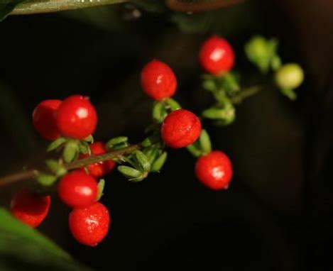 紅豆 寓意|红豆古意：象征丰富，情深意长